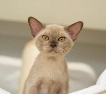 burmese cat