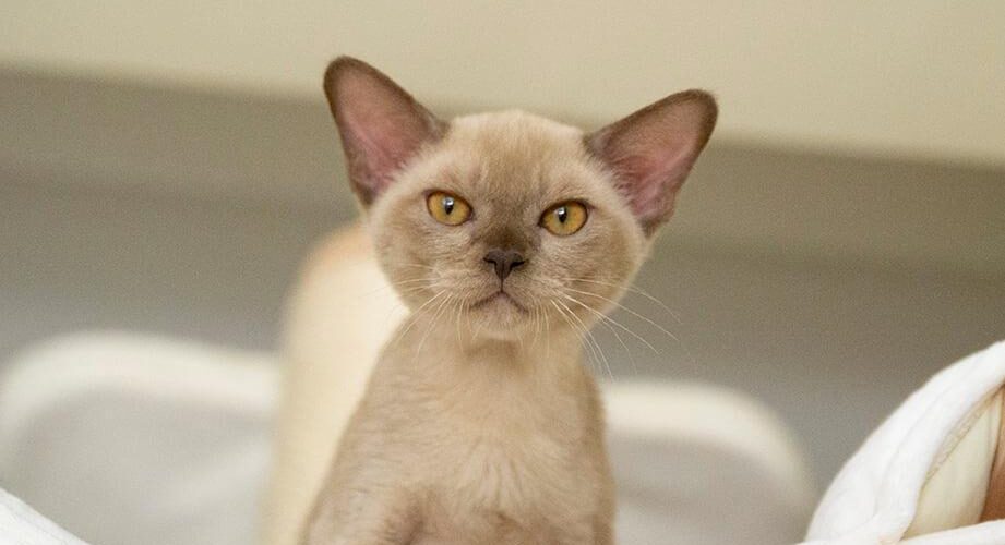 burmese cat
