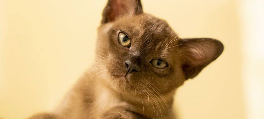 burmese kitten