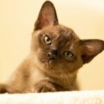 burmese kitten