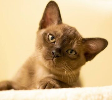 burmese kitten