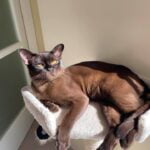 Burmese cat