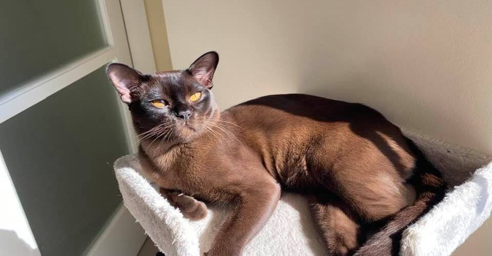 Burmese cat