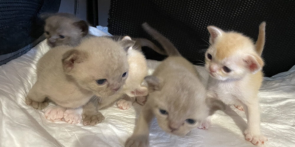 burmese kittens