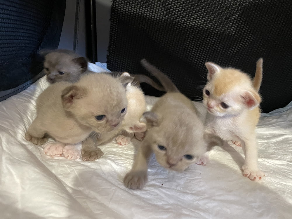 burmese kittens
