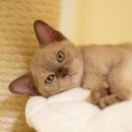 burmese kitten