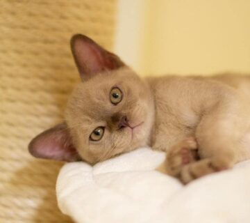 burmese kitten