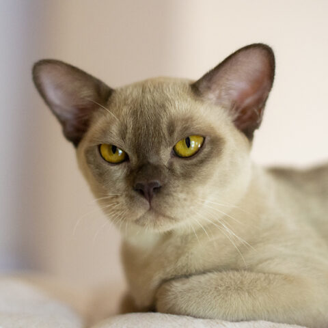 Ariana 1_sm_sq burmese cat