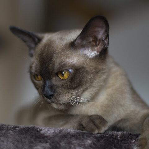 Aztec Warrior_sm Burmese cat