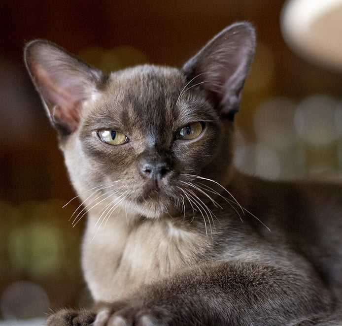 burmese kitten