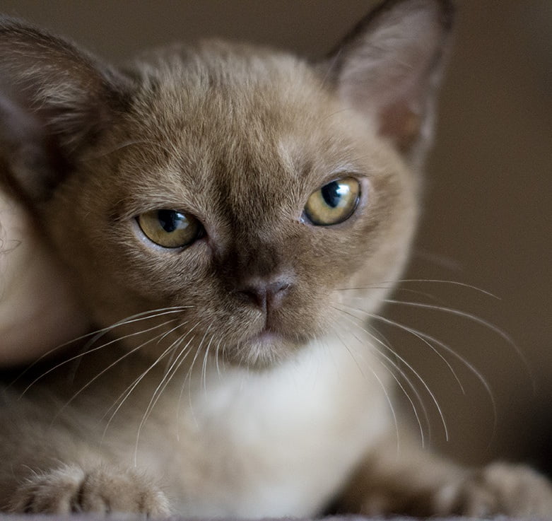 burmese kitten
