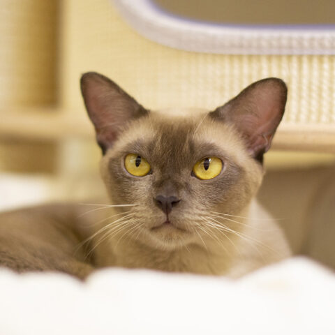 Crystal 2 Burmese cat