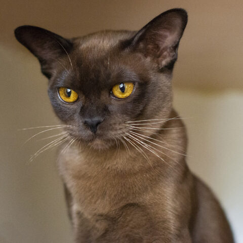 Hello Beauty_1110_2_r Burmese cat