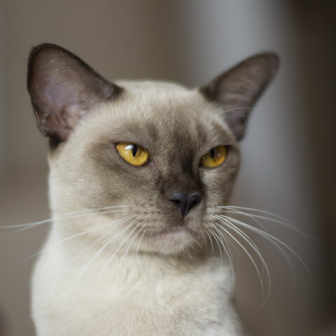 Malibu 1_sm Burmese cat