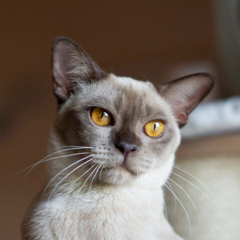 RE Panna Cotta Burmese cat