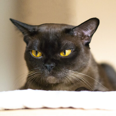 Tootsie J_sm1 burmese cat