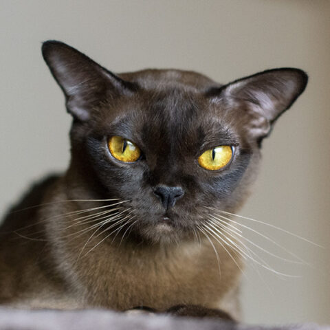 Wild Cherry_sm Burmese Cat