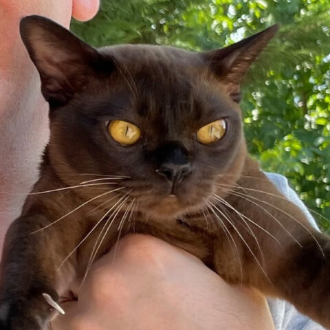 kiss burmese cat
