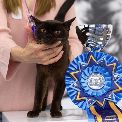 tomahawk Tomahawk burmese cat