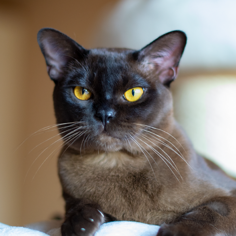 hamlet1812-3-1 burmese cat