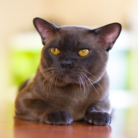 1303-1m-web burmese cat