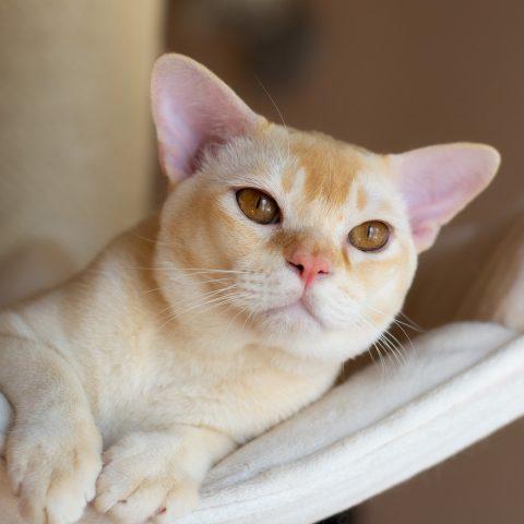 DSC_0934-480x480 Burmese cat