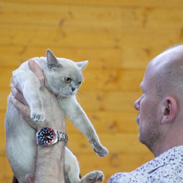 burmse cat