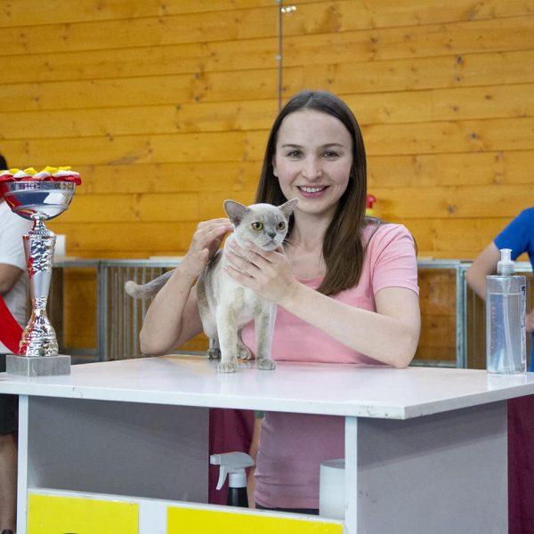 burmanska mačka