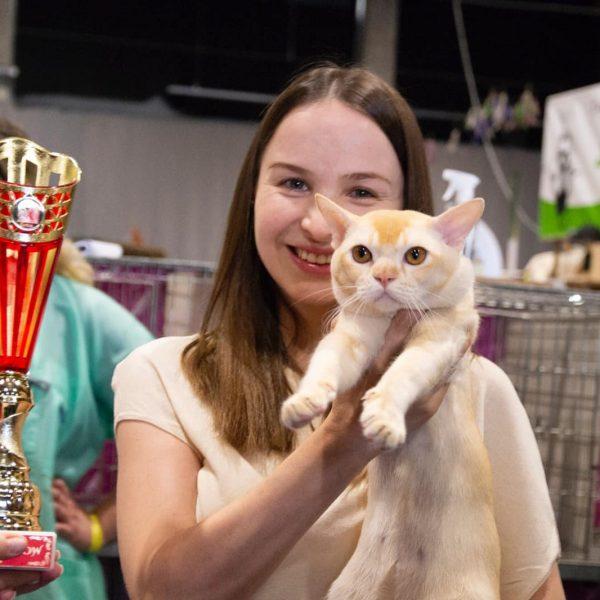 burmese cat