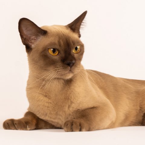 Malibu sk burmese cat