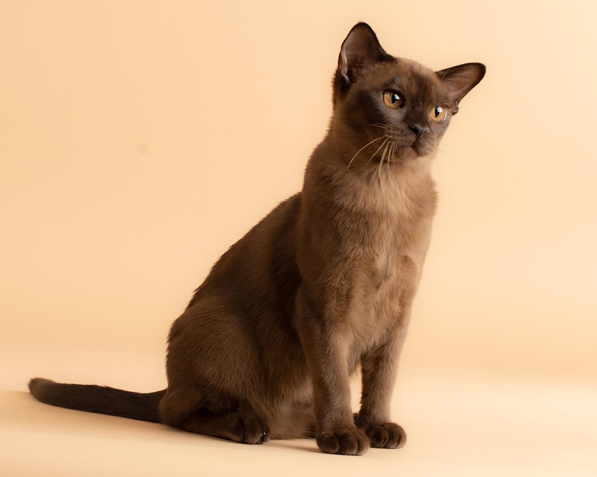 Mimi m burmese kitten