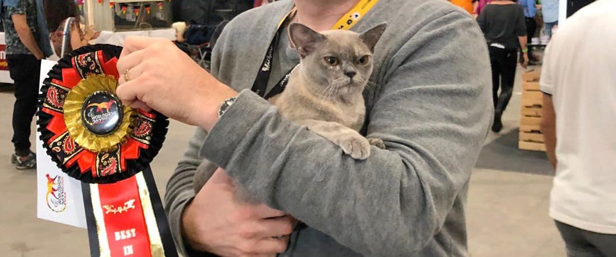 burmese cat