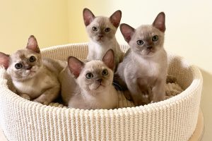 burmese kittens