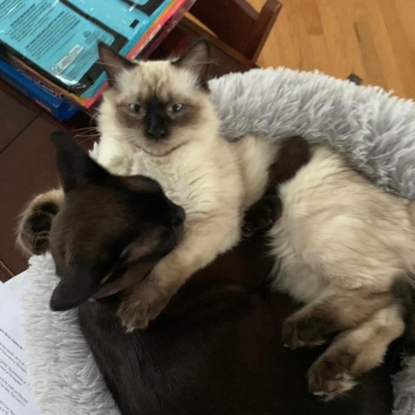 burma and birma