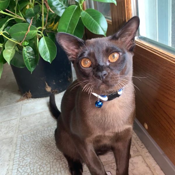 burmese cat