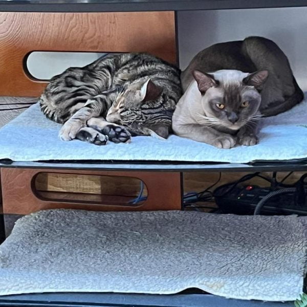 burmese cat and british
