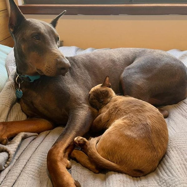burmese cat and dog