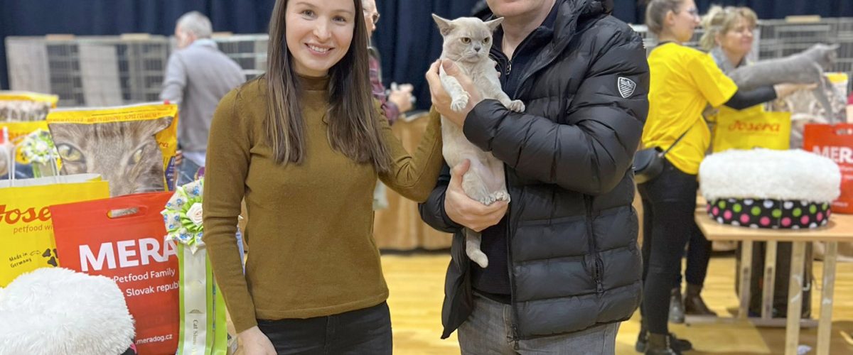 burmanska mačka