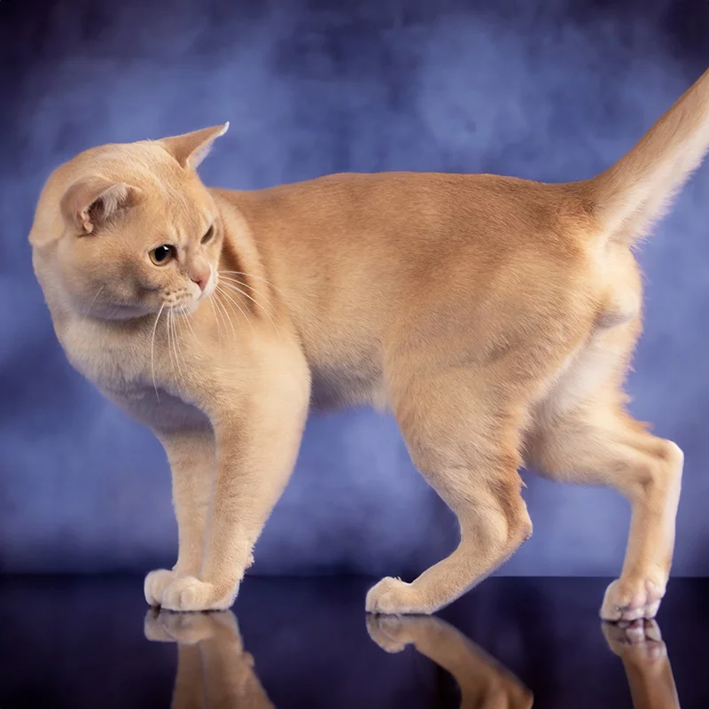 cream-burmese.jpg cream burmese.jpg