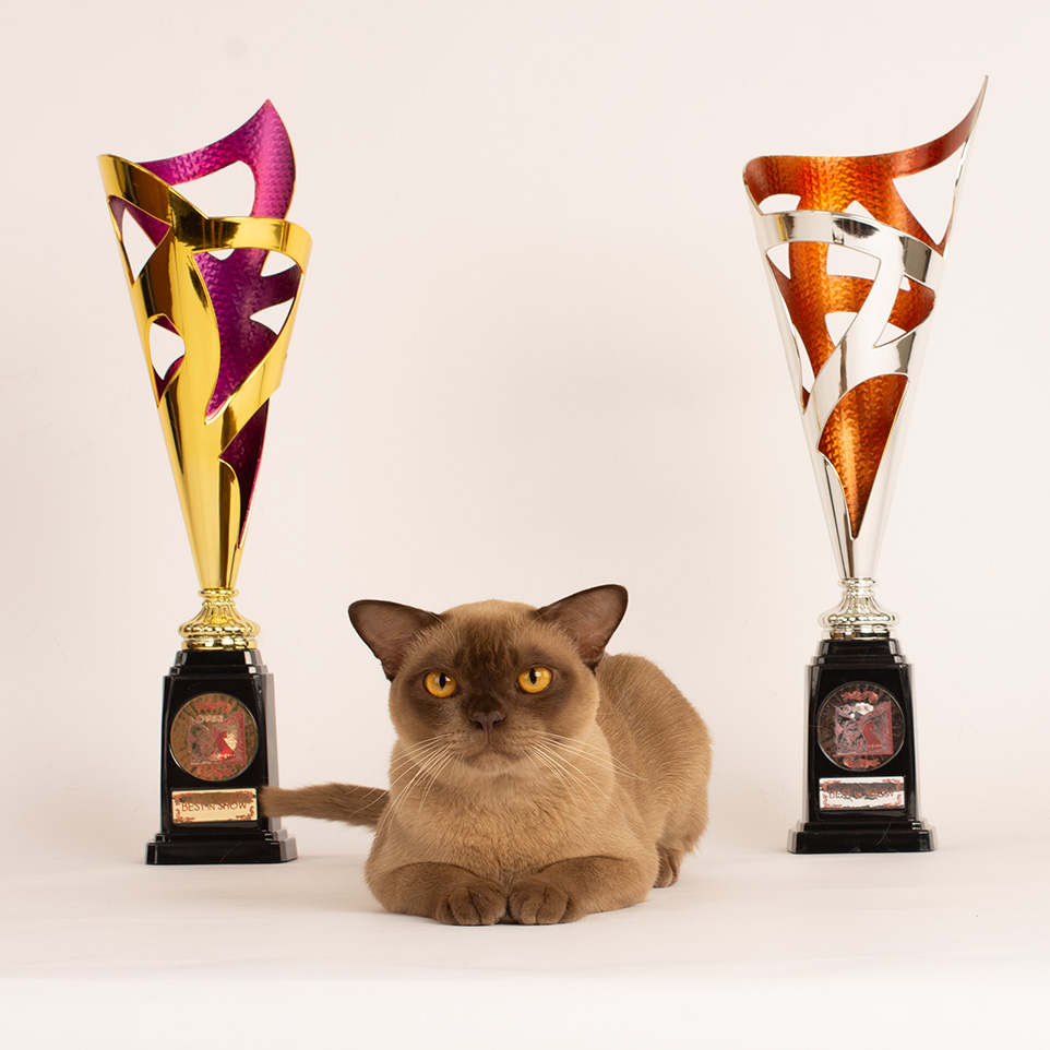 burmese cat