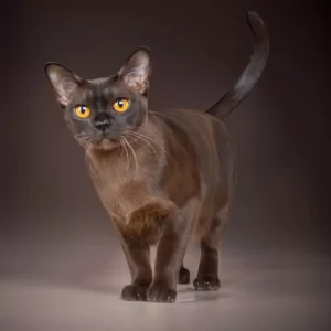 Burmese cat Royal Esprit Missy Elliott.jpg 1