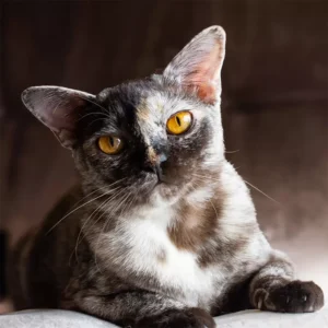 burmanska mačka