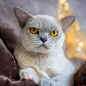 lilac tortie burmese cat.jpg